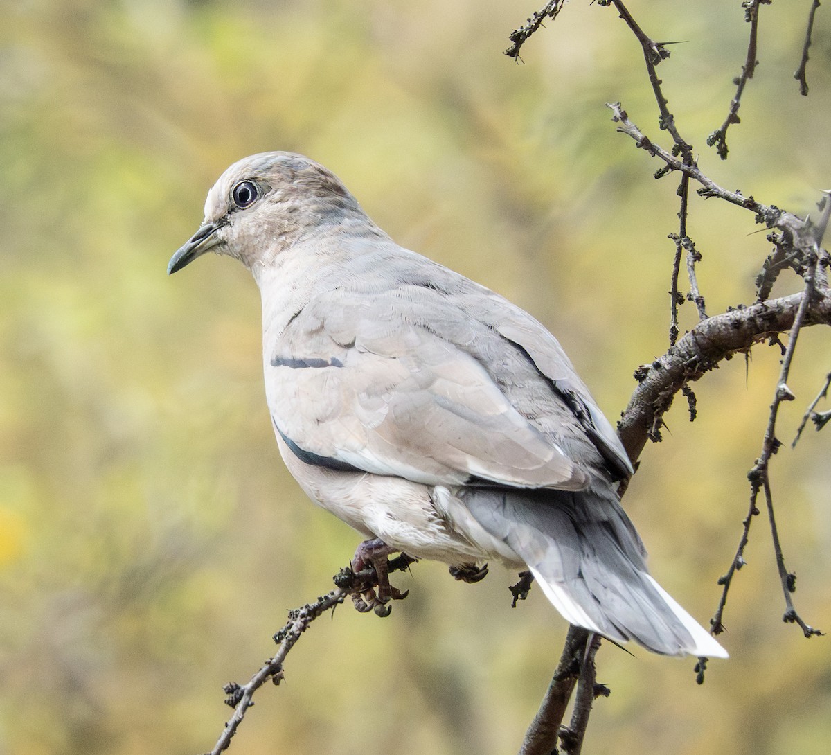 Picui Ground Dove - ML643670879