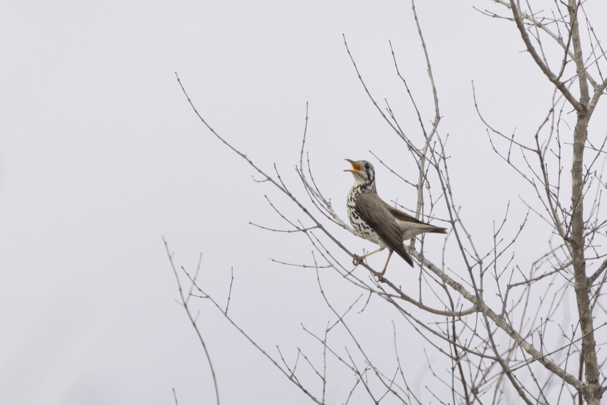 Groundscraper Thrush - ML643670882
