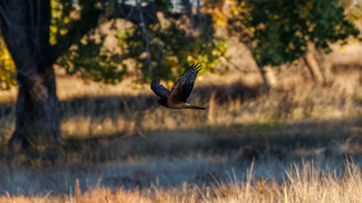 Northern Harrier - ML643670903