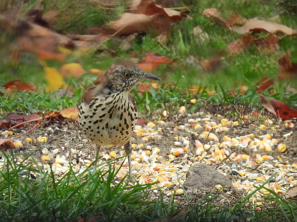 Brown Thrasher - ML643670906