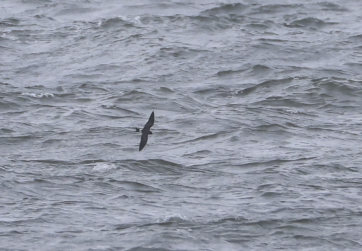 Leach's Storm-Petrel - ML643670927