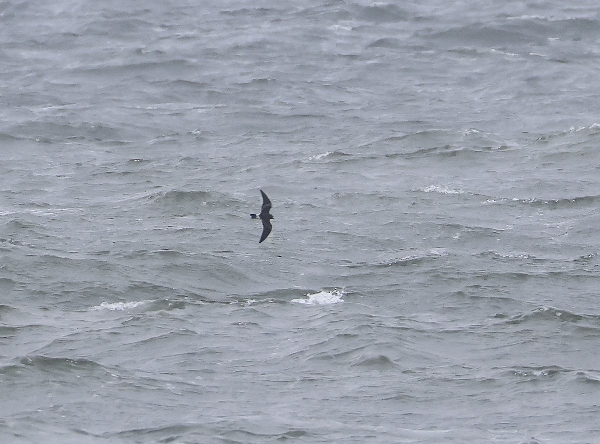 Leach's Storm-Petrel - ML643670928