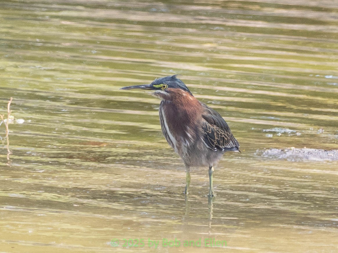 Green Heron - ML643670929