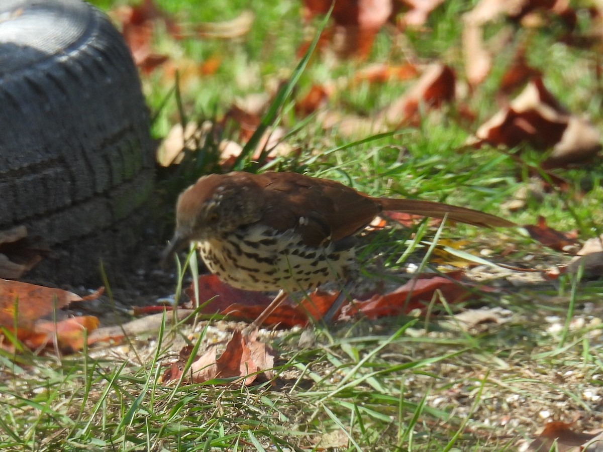 Brown Thrasher - ML643670931