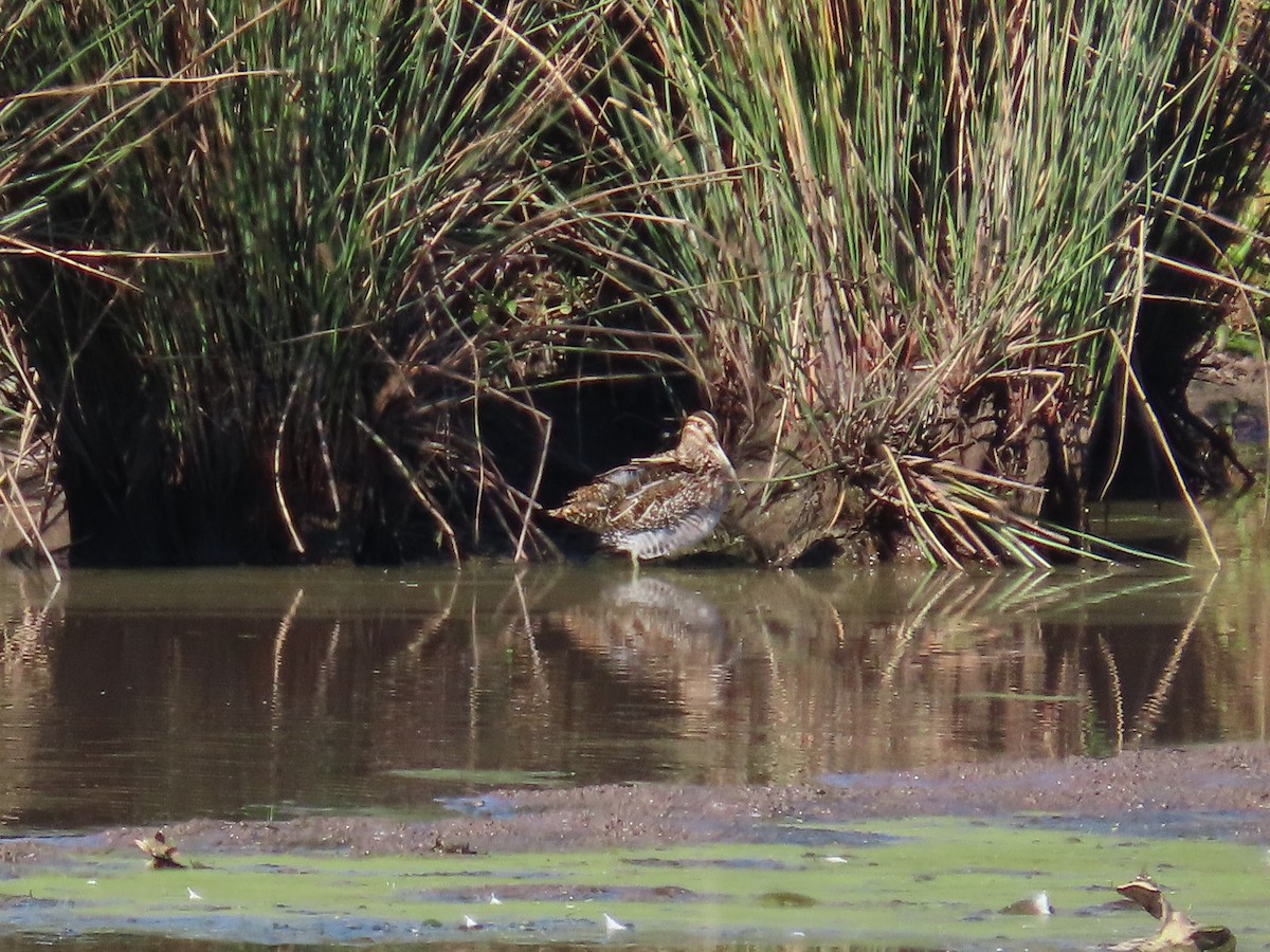 Wilson's Snipe - ML643670932