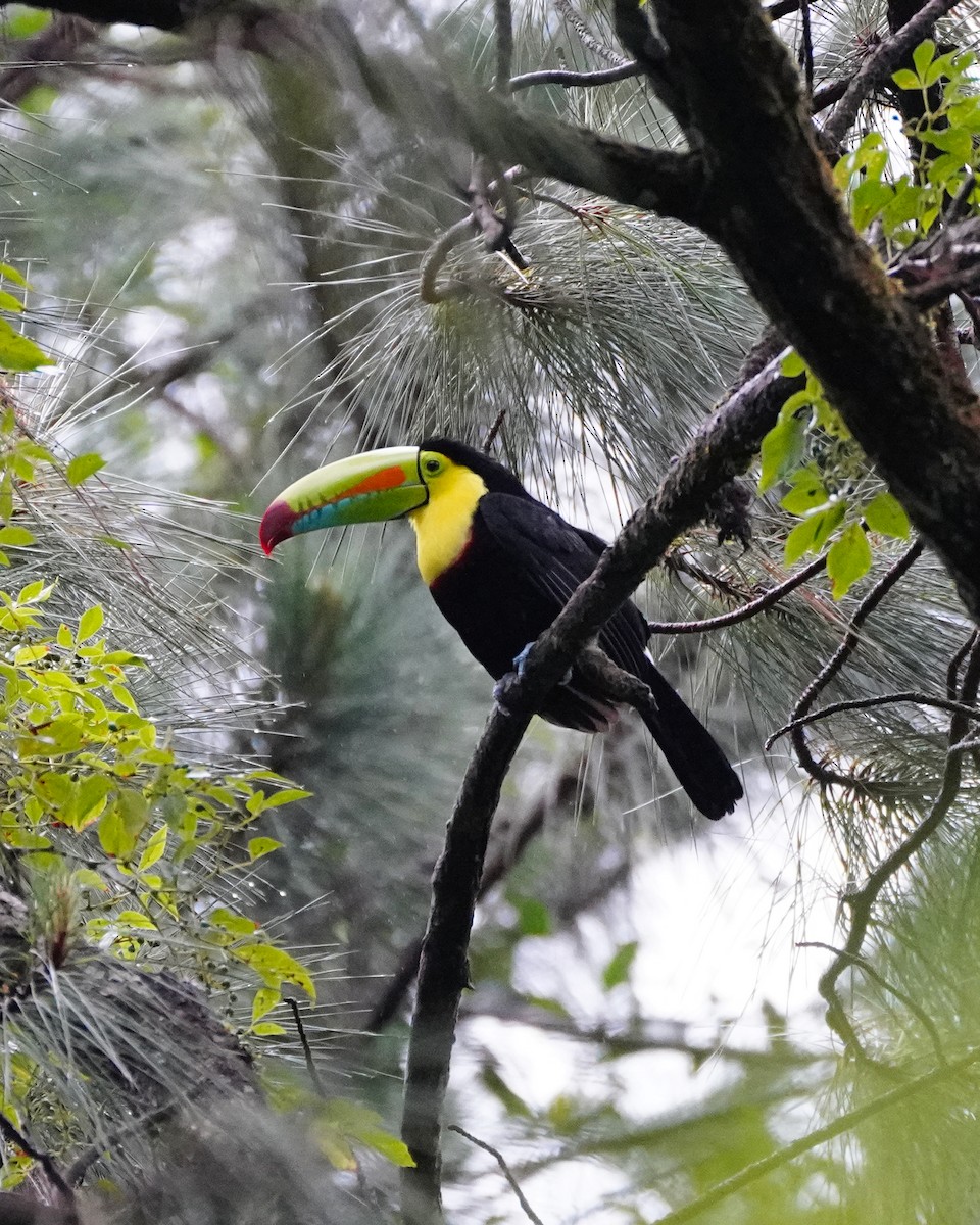 Keel-billed Toucan - ML643670938