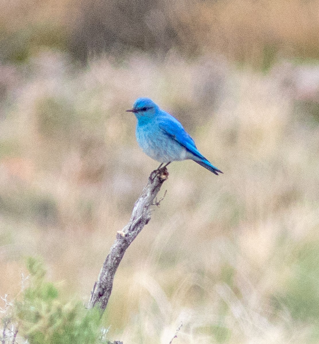 Mountain Bluebird - ML643670941