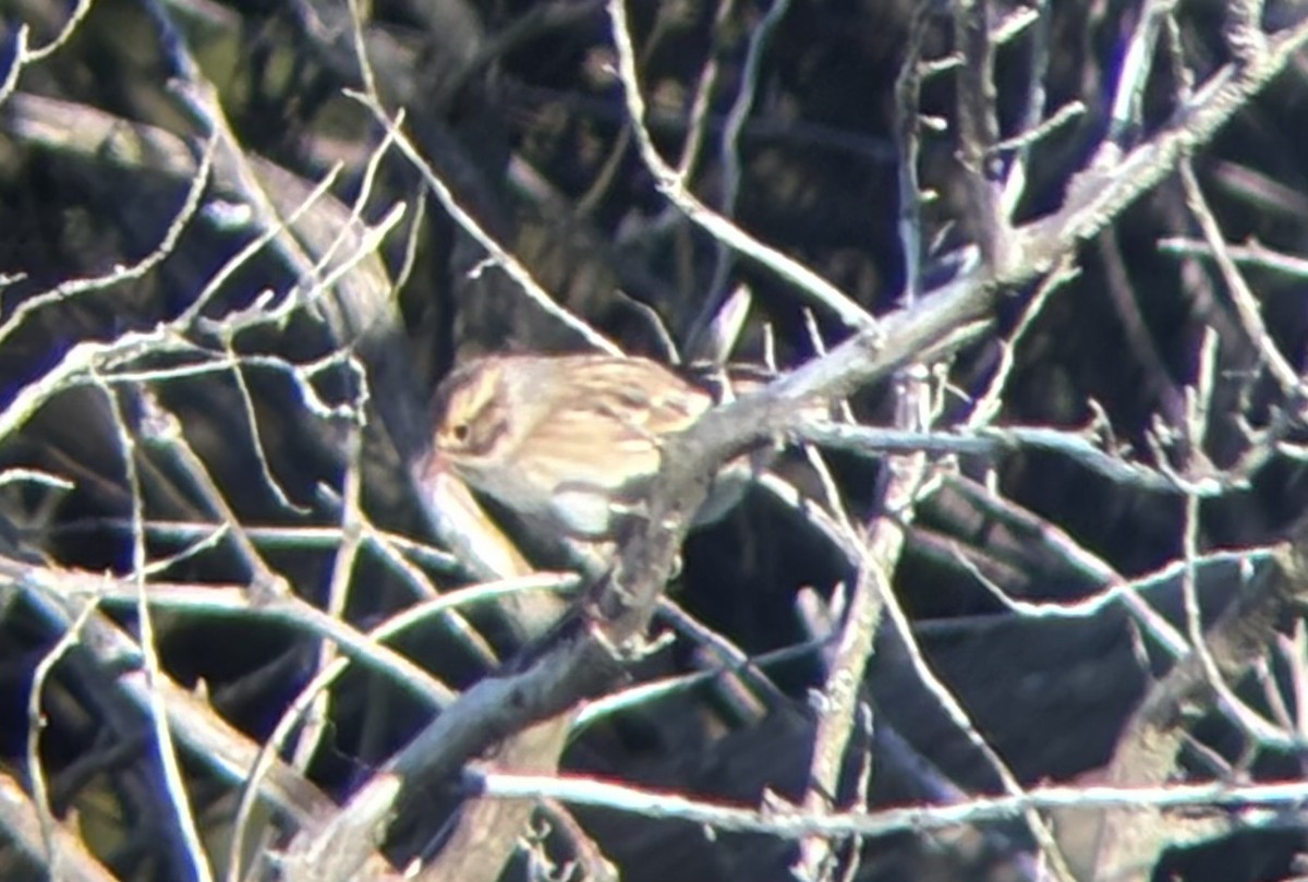 Clay-colored Sparrow - ML643670949