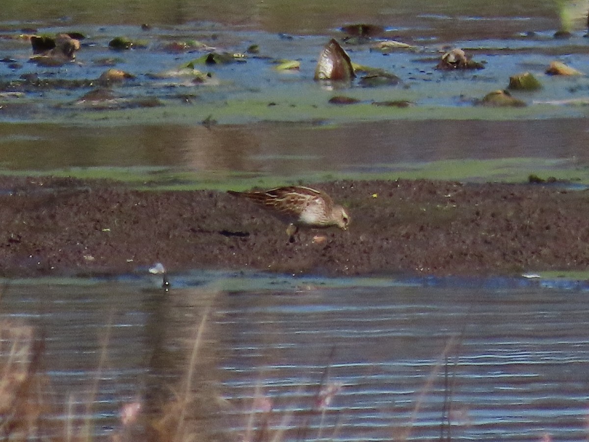 Pectoral Sandpiper - ML643670952