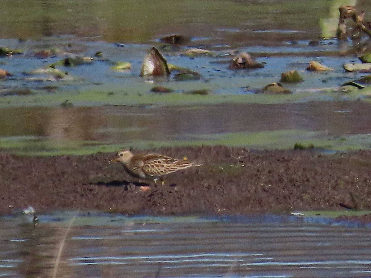 Pectoral Sandpiper - ML643670953