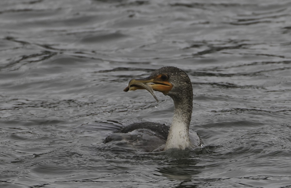 Double-crested Cormorant - ML643670966
