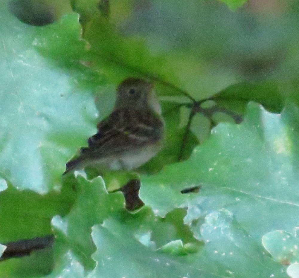Field Sparrow - ML643670992