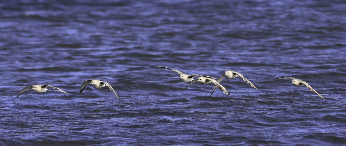 Black-bellied Plover - ML643670998