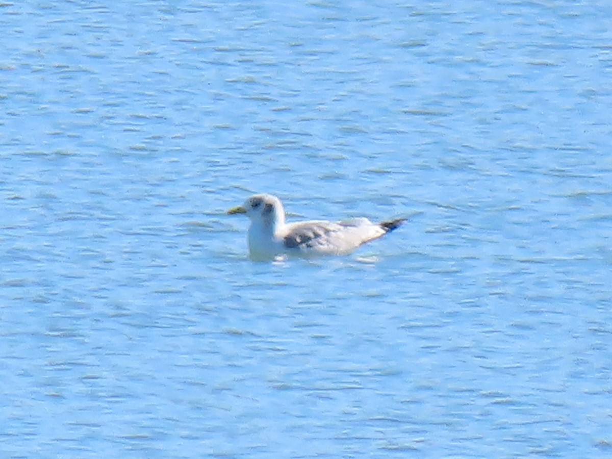 ミツユビカモメ - ML643671002