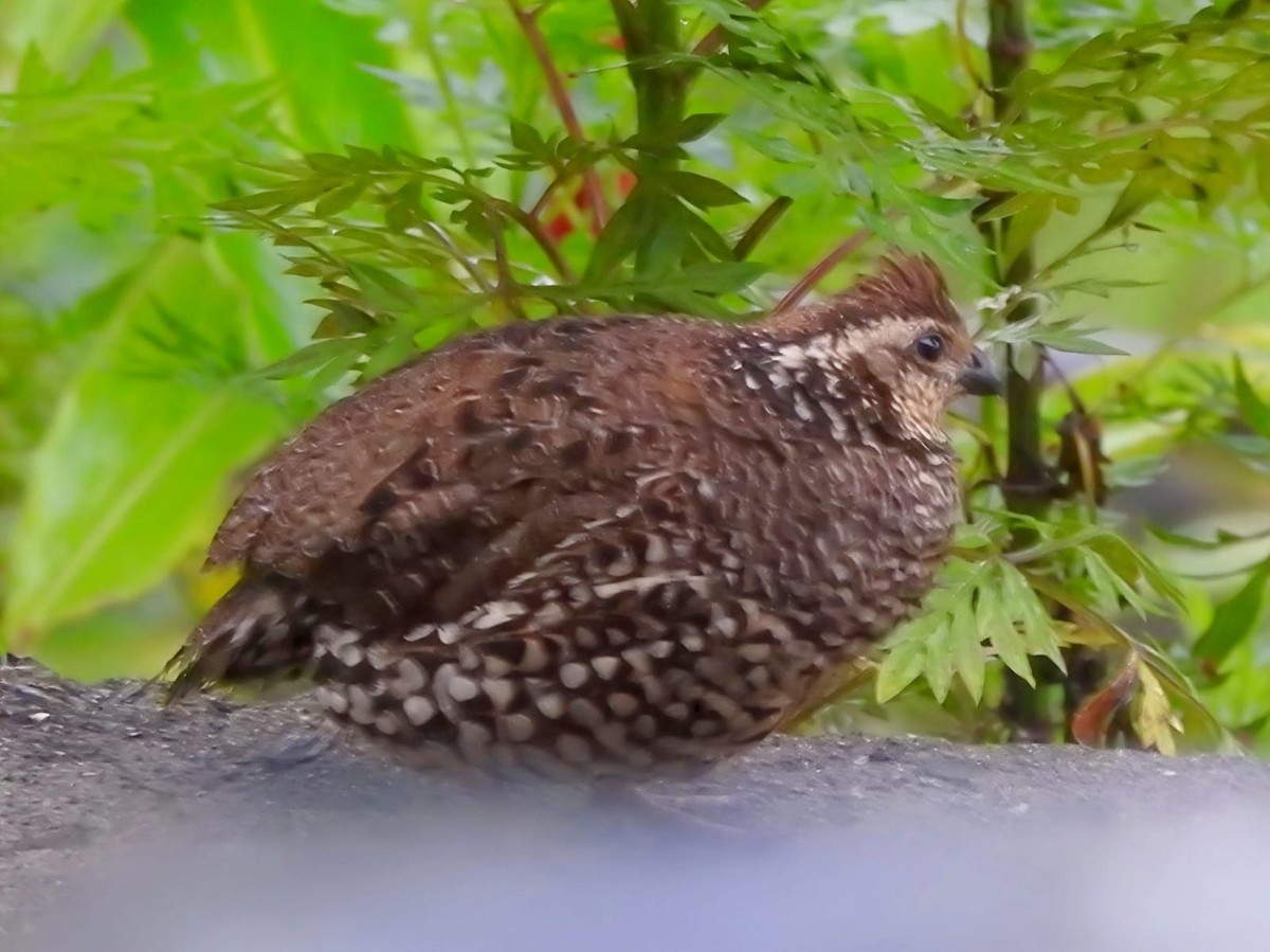 Spot-bellied Bobwhite - ML643671004