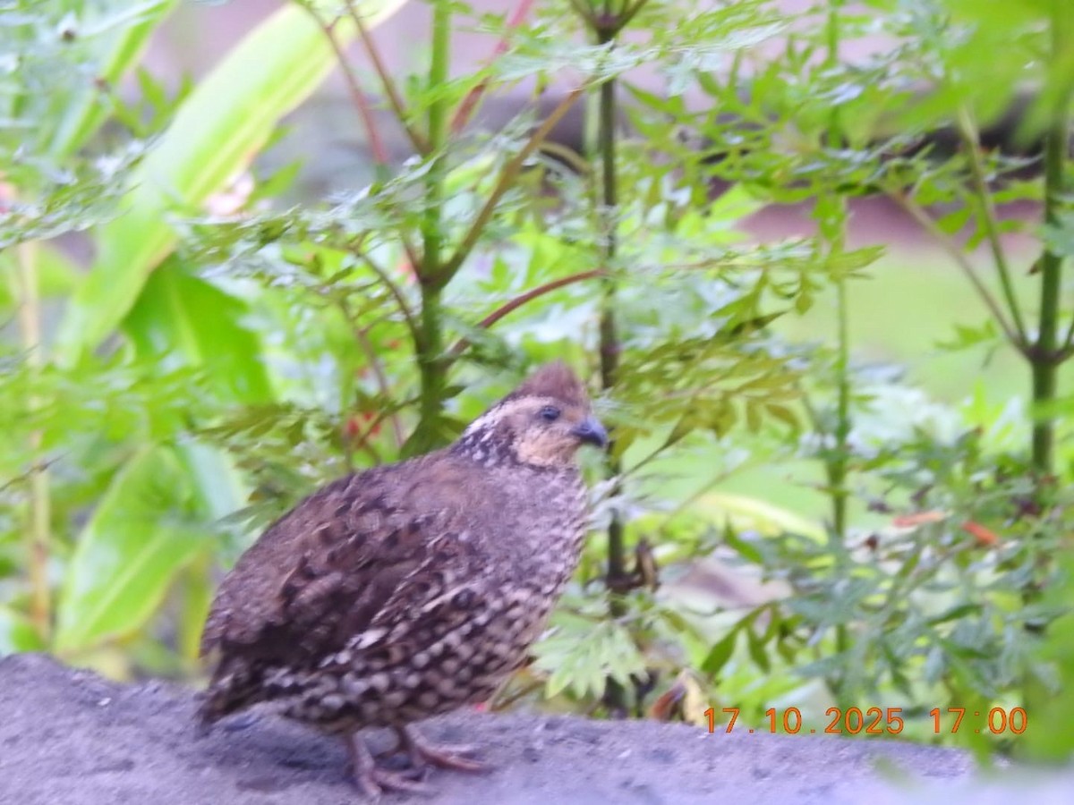 Spot-bellied Bobwhite - ML643671005