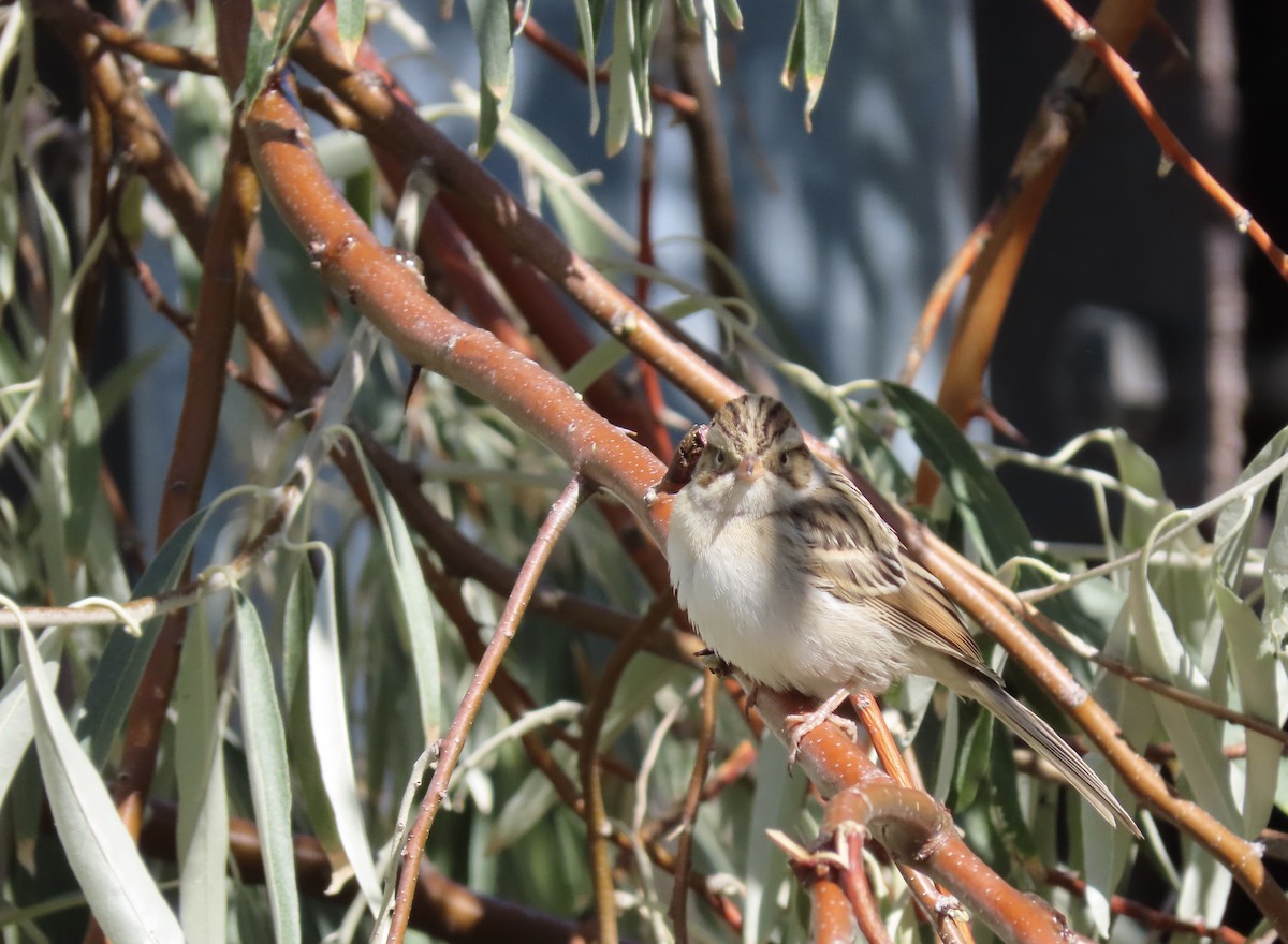 Clay-colored Sparrow - ML643671010