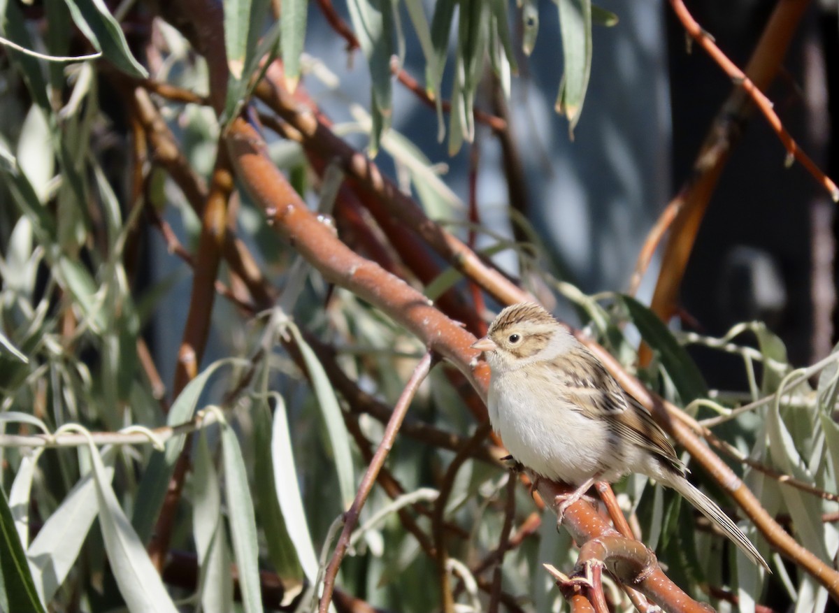 Clay-colored Sparrow - ML643671011