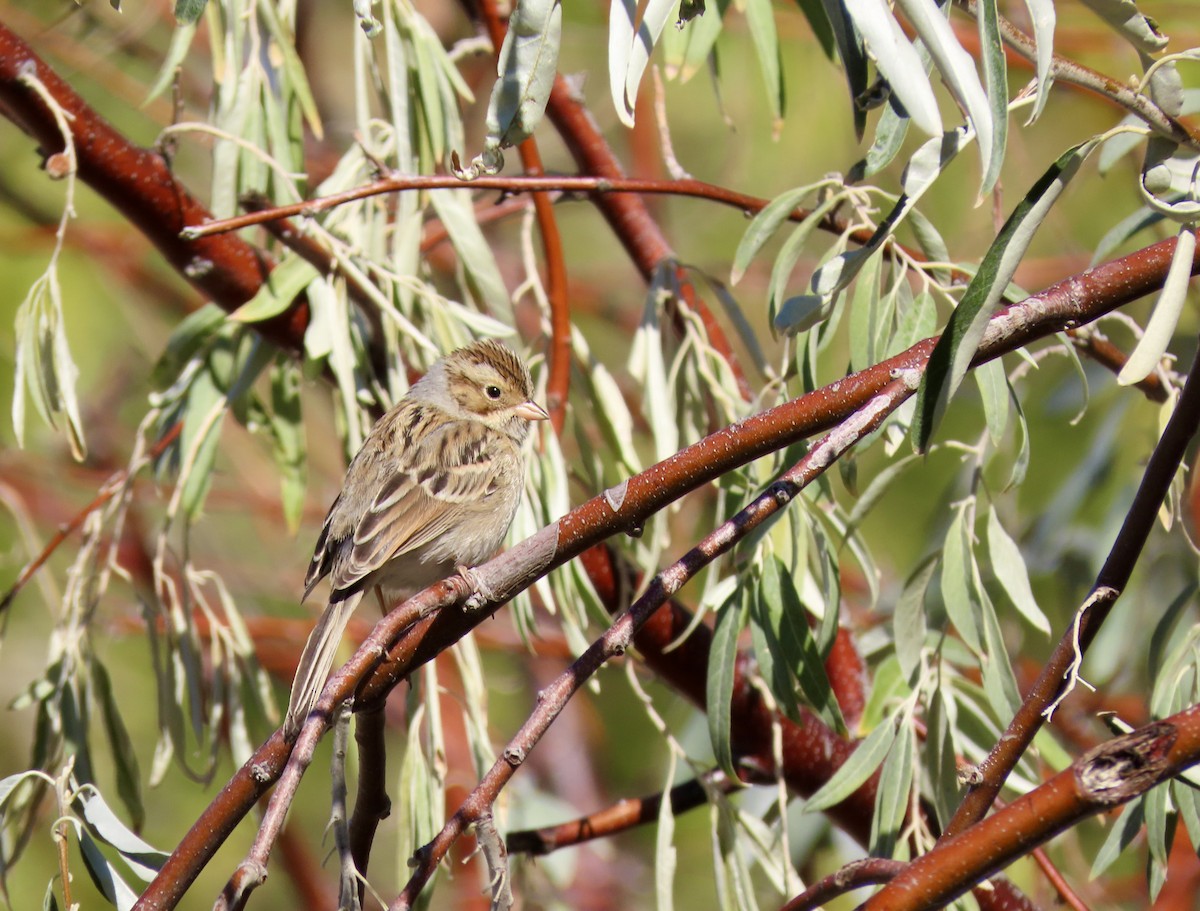 Clay-colored Sparrow - ML643671012