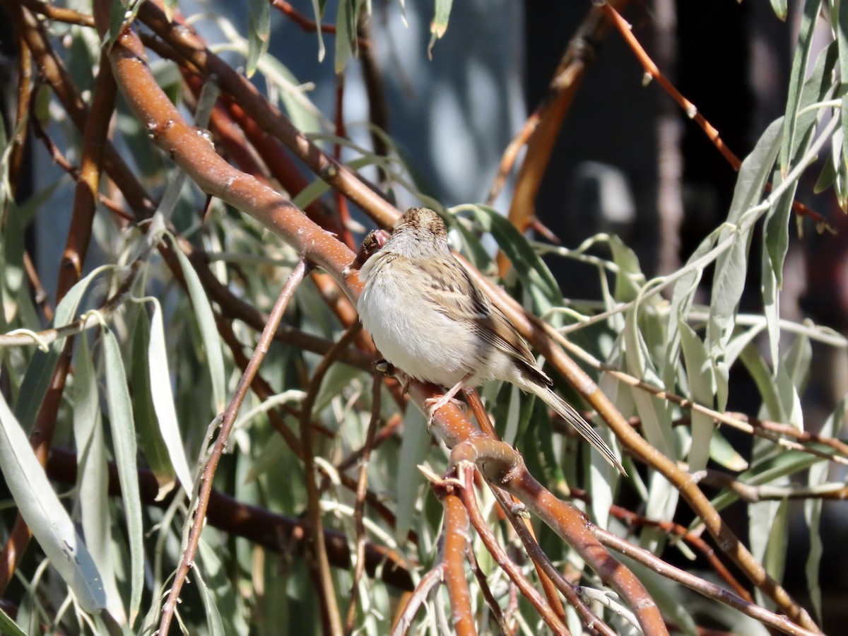 Clay-colored Sparrow - ML643671013