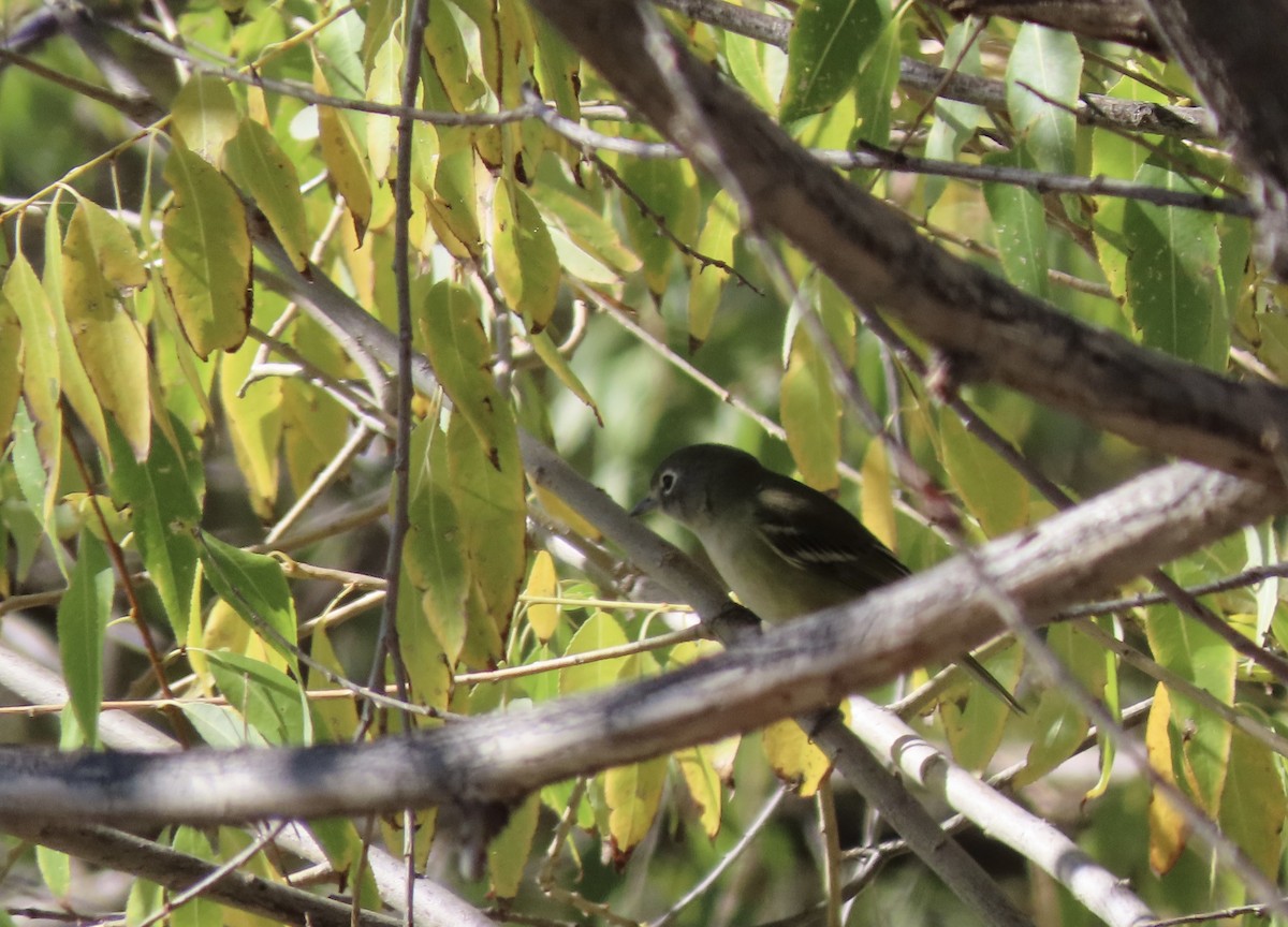Cassin's Vireo - ML643671052