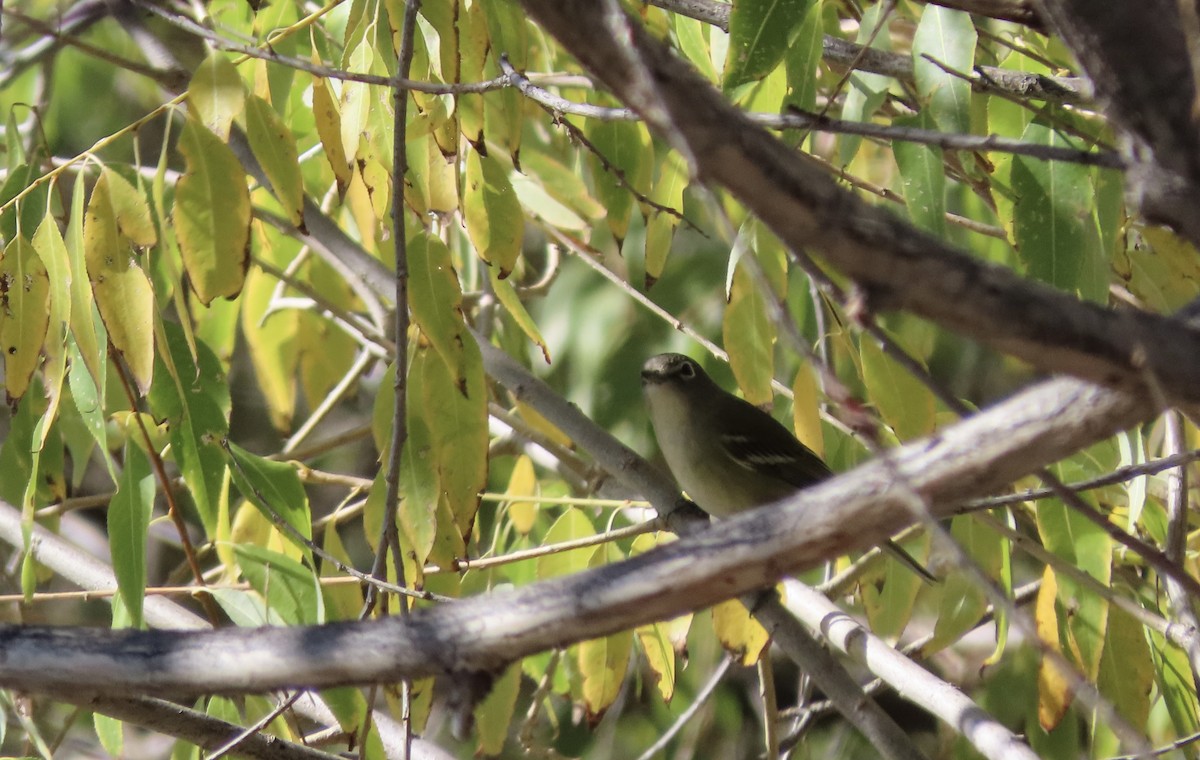 Cassin's Vireo - ML643671053