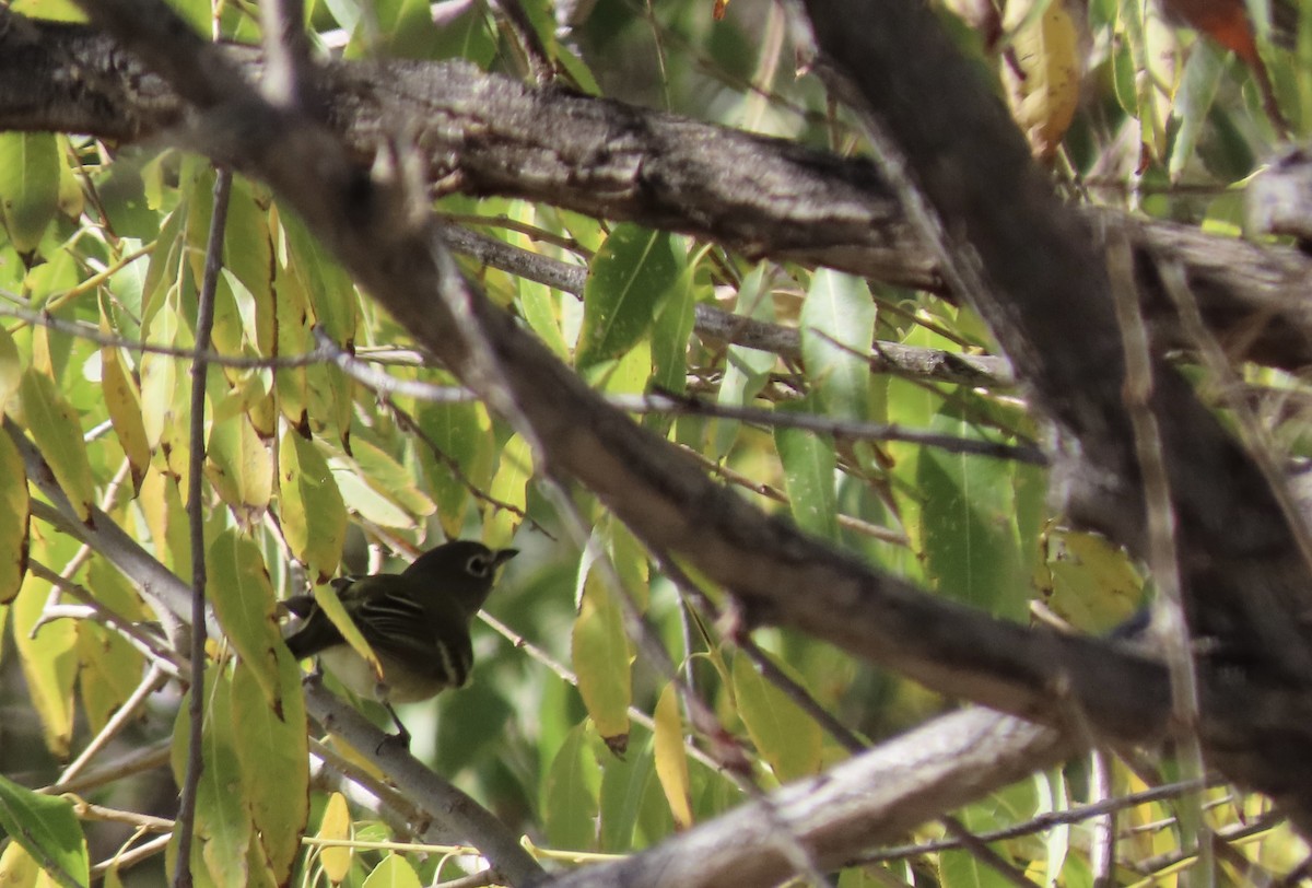 Cassin's Vireo - ML643671054