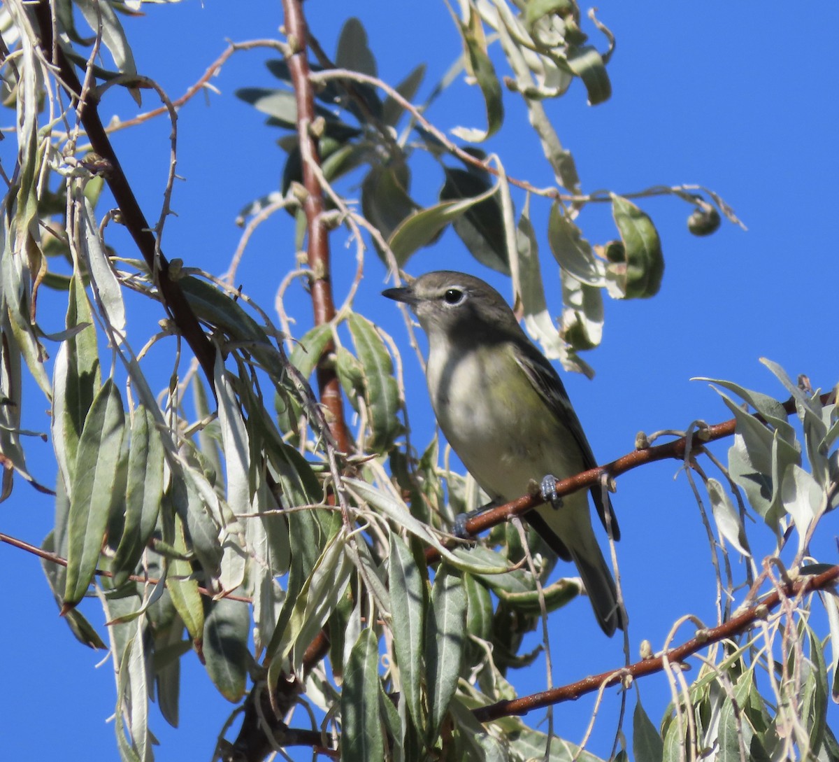 Cassin's Vireo - ML643671055