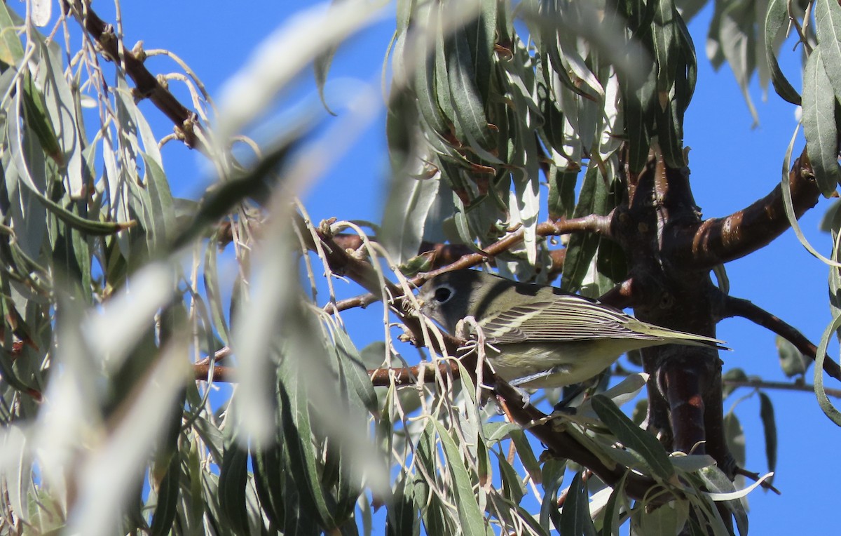 Cassin's Vireo - ML643671056