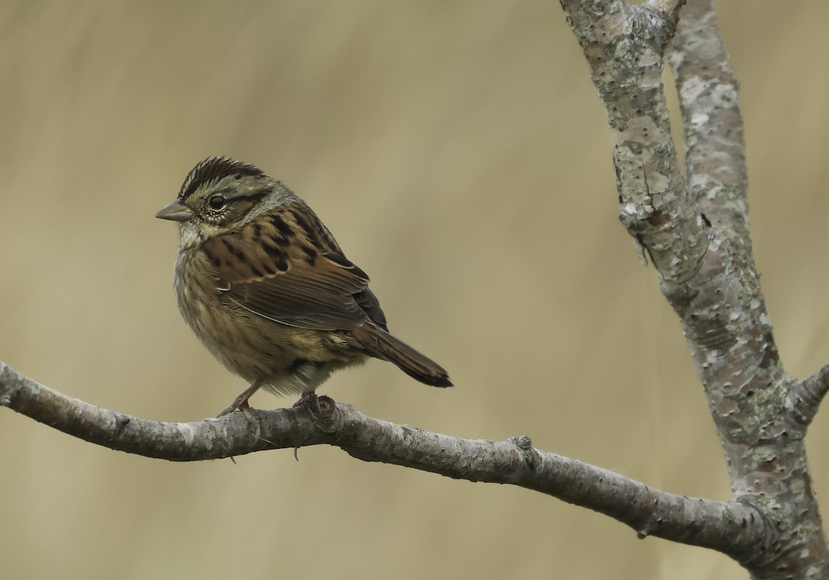 Swamp Sparrow - ML643671058
