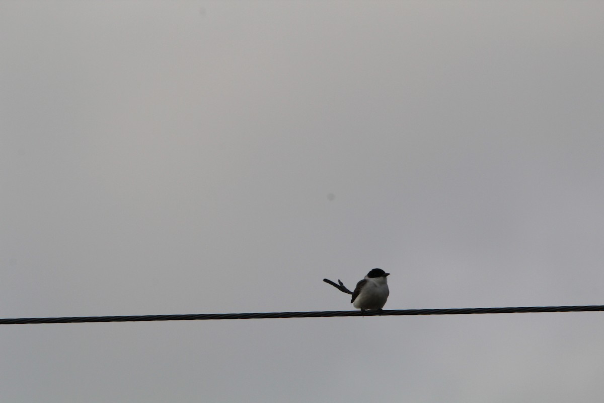 Fork-tailed Flycatcher (savana) - ML643671085