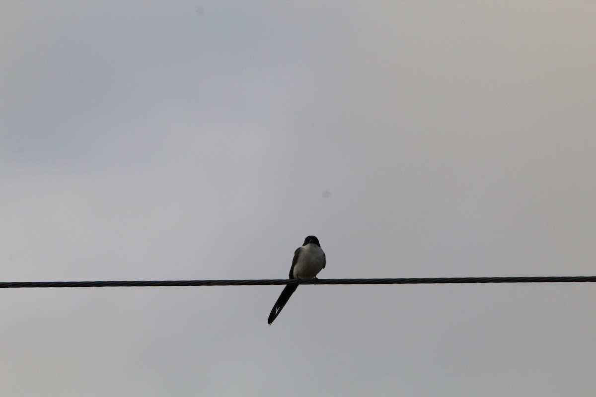 Fork-tailed Flycatcher (savana) - ML643671086