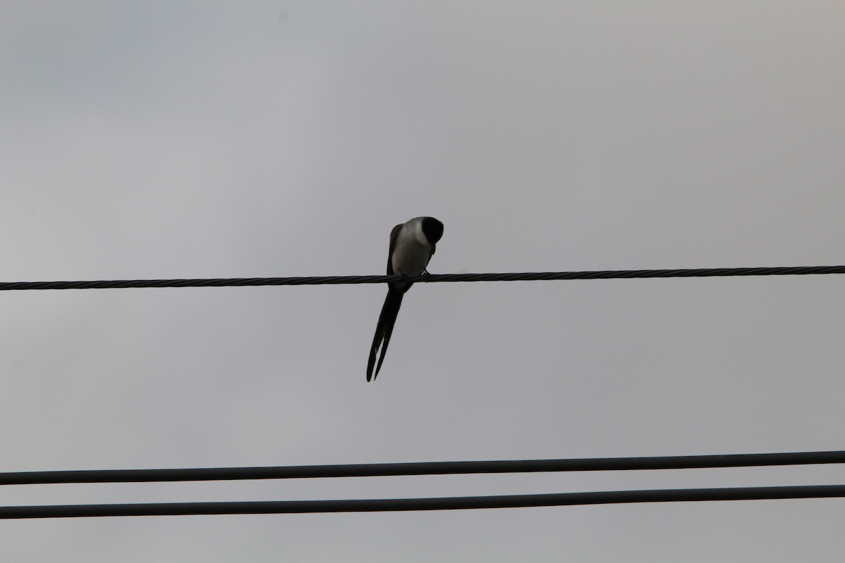 Fork-tailed Flycatcher (savana) - ML643671087