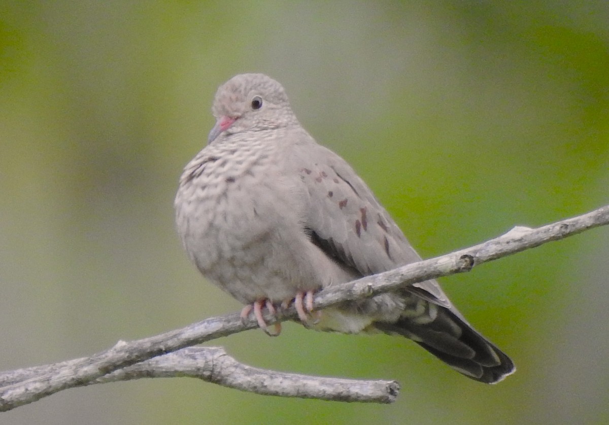 Common Ground Dove - ML643671092