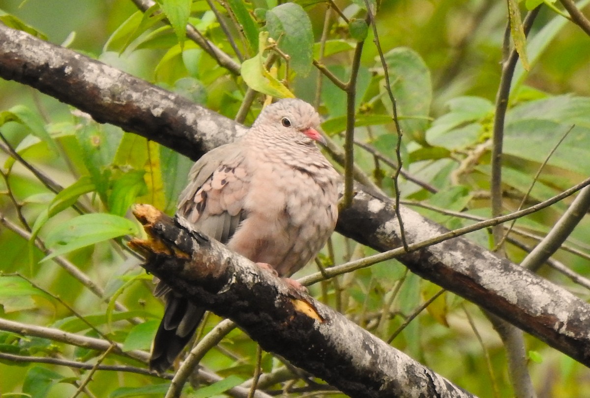 Common Ground Dove - ML643671093