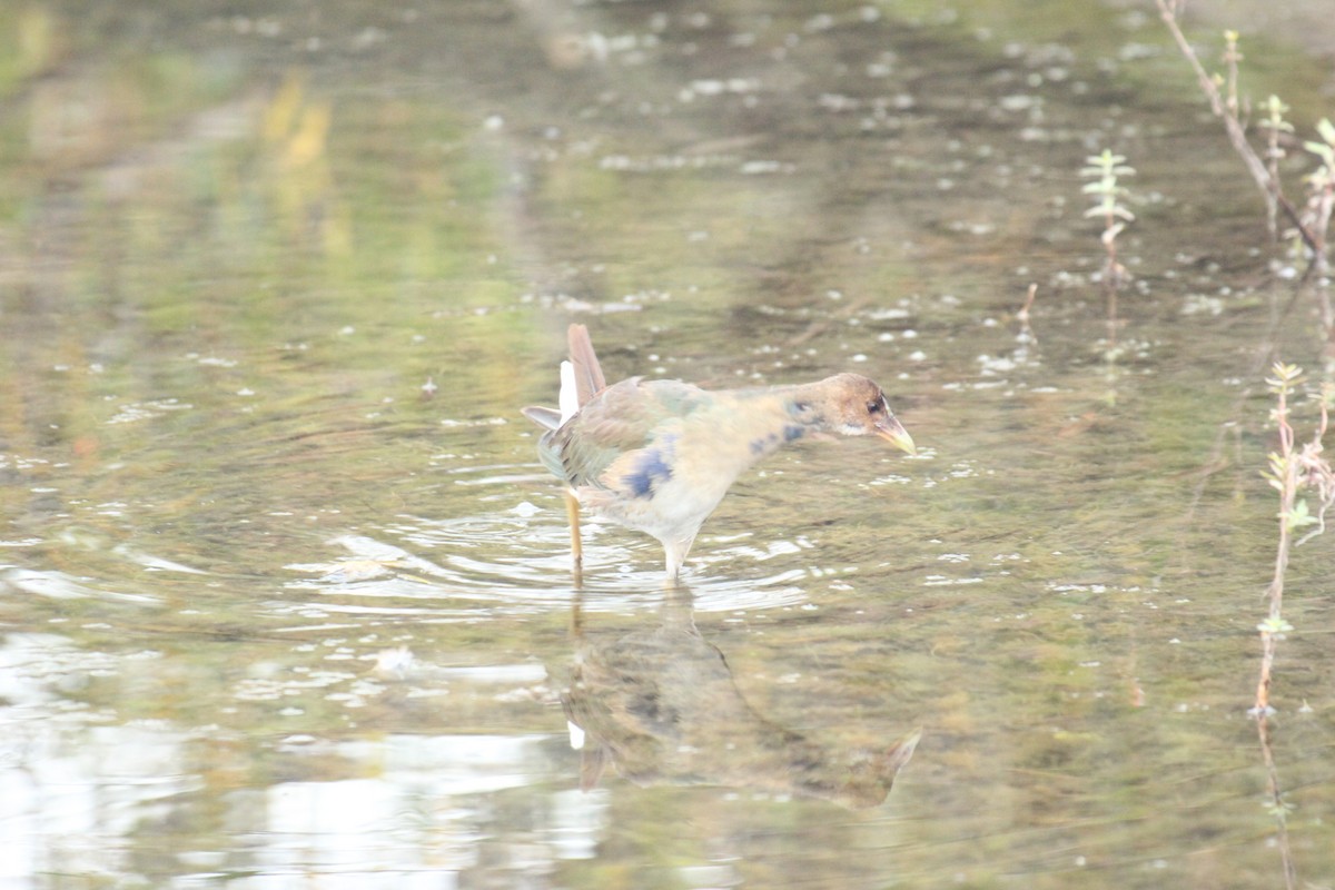 Purple Gallinule - ML643671100