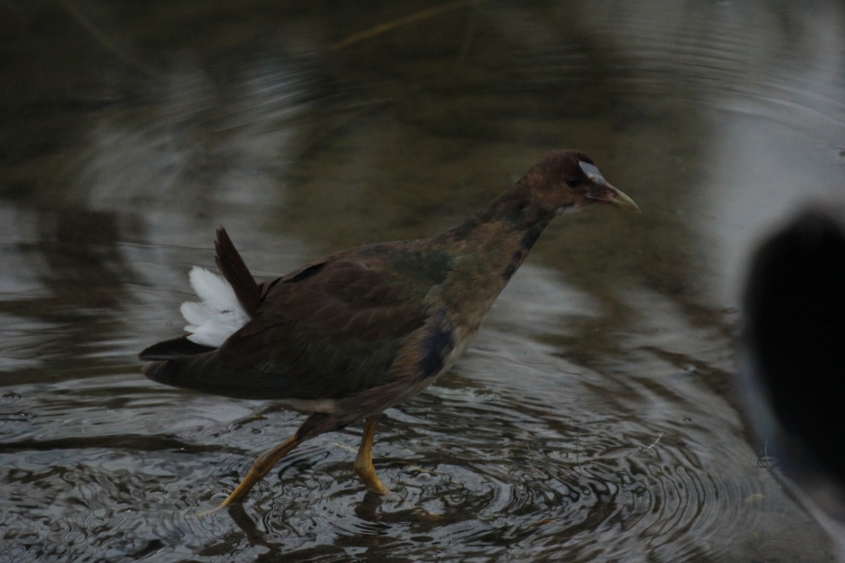 Purple Gallinule - ML643671101
