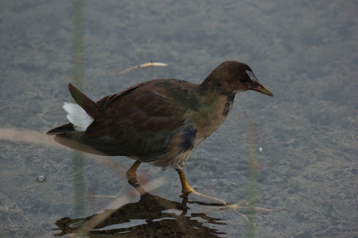 Purple Gallinule - ML643671102