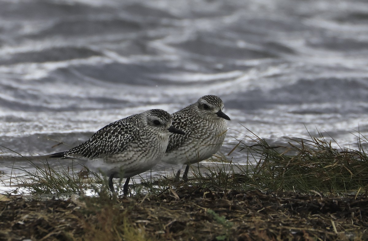Black-bellied Plover - ML643671103