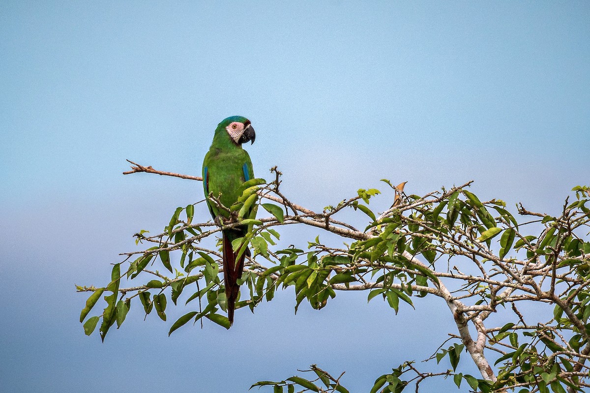 Chestnut-fronted Macaw - ML643671112