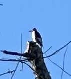 ズアカキツツキ - ML643671119