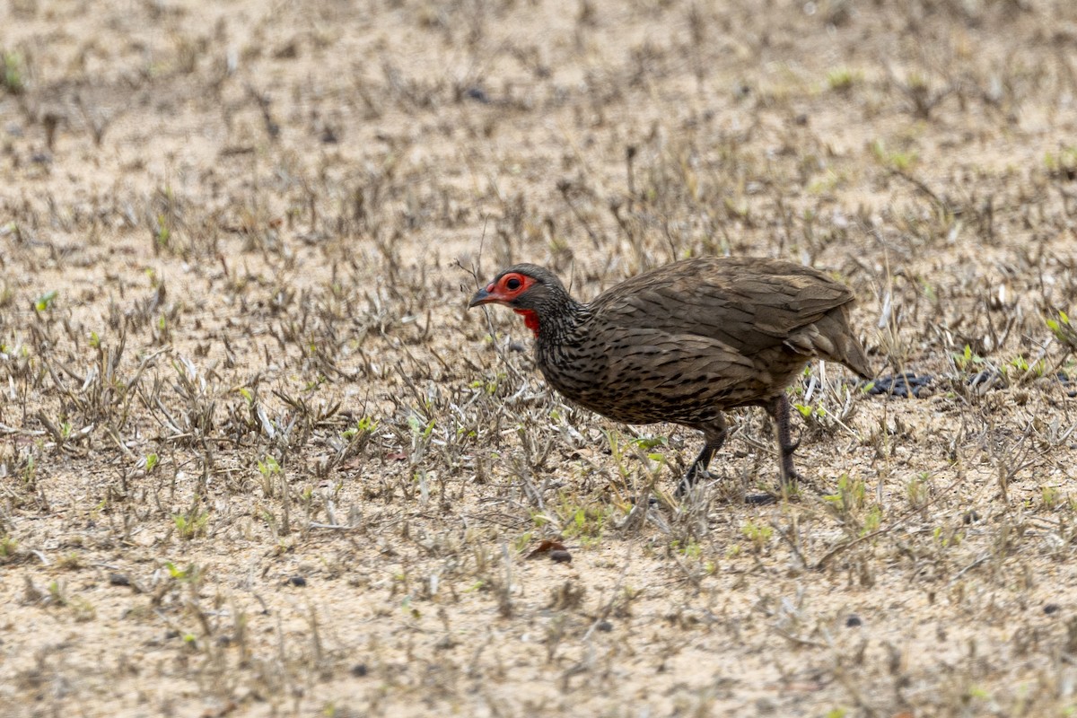 Swainson's Spurfowl - ML643671122