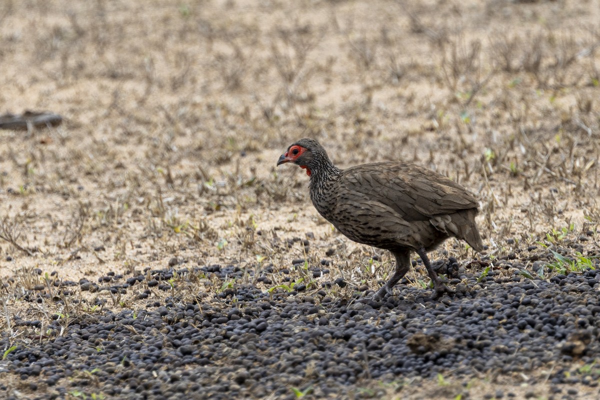 Swainson's Spurfowl - ML643671123