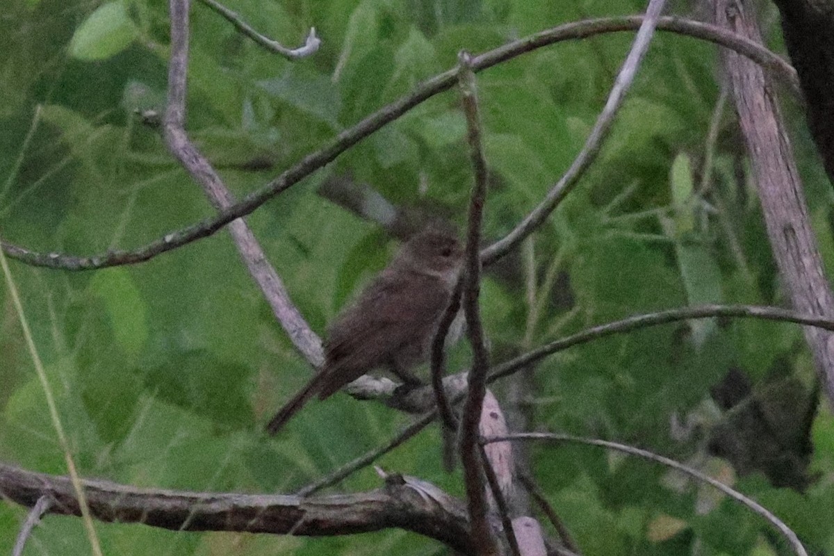 Brown Babbler - ML643671134