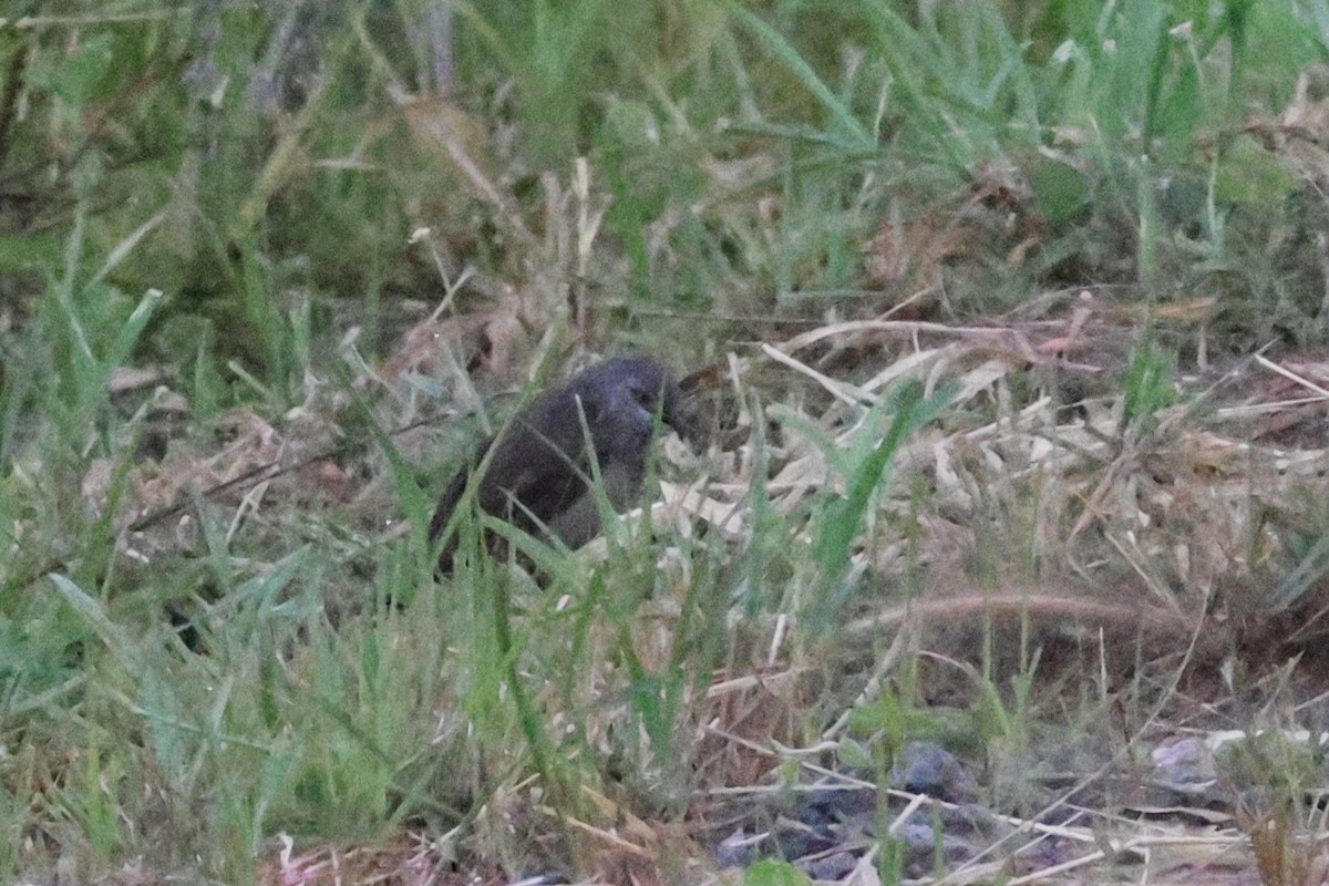 Brown Babbler - ML643671135