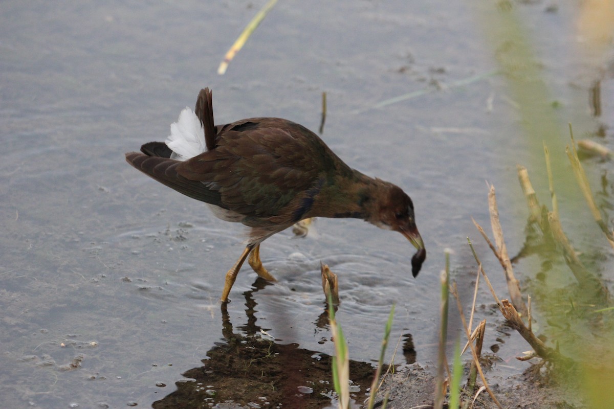 Purple Gallinule - ML643671137