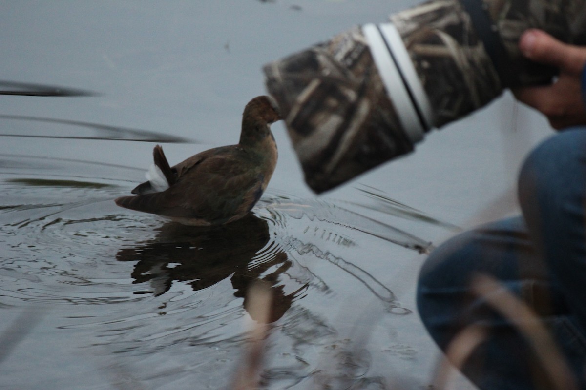 Purple Gallinule - ML643671138