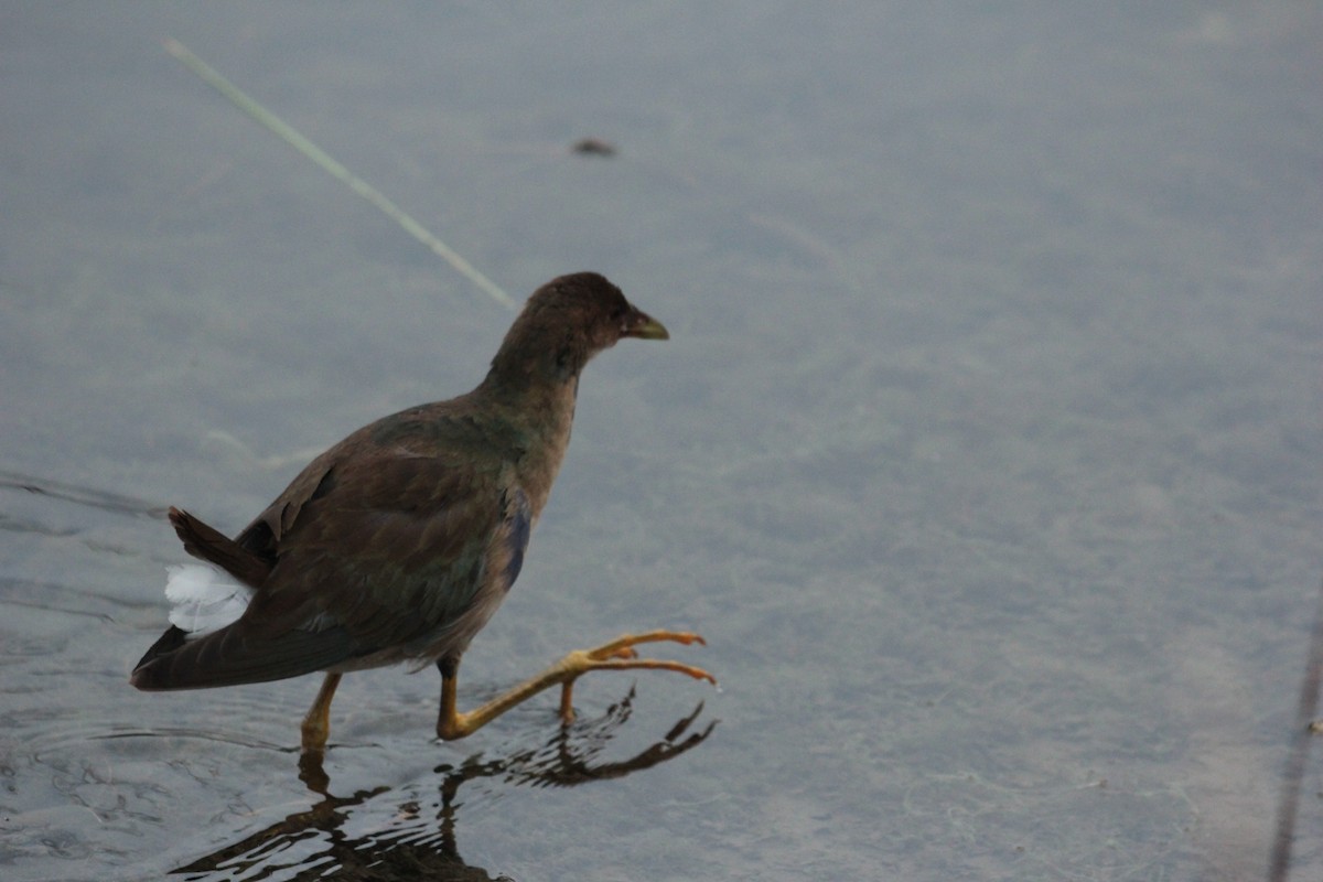 Purple Gallinule - ML643671139