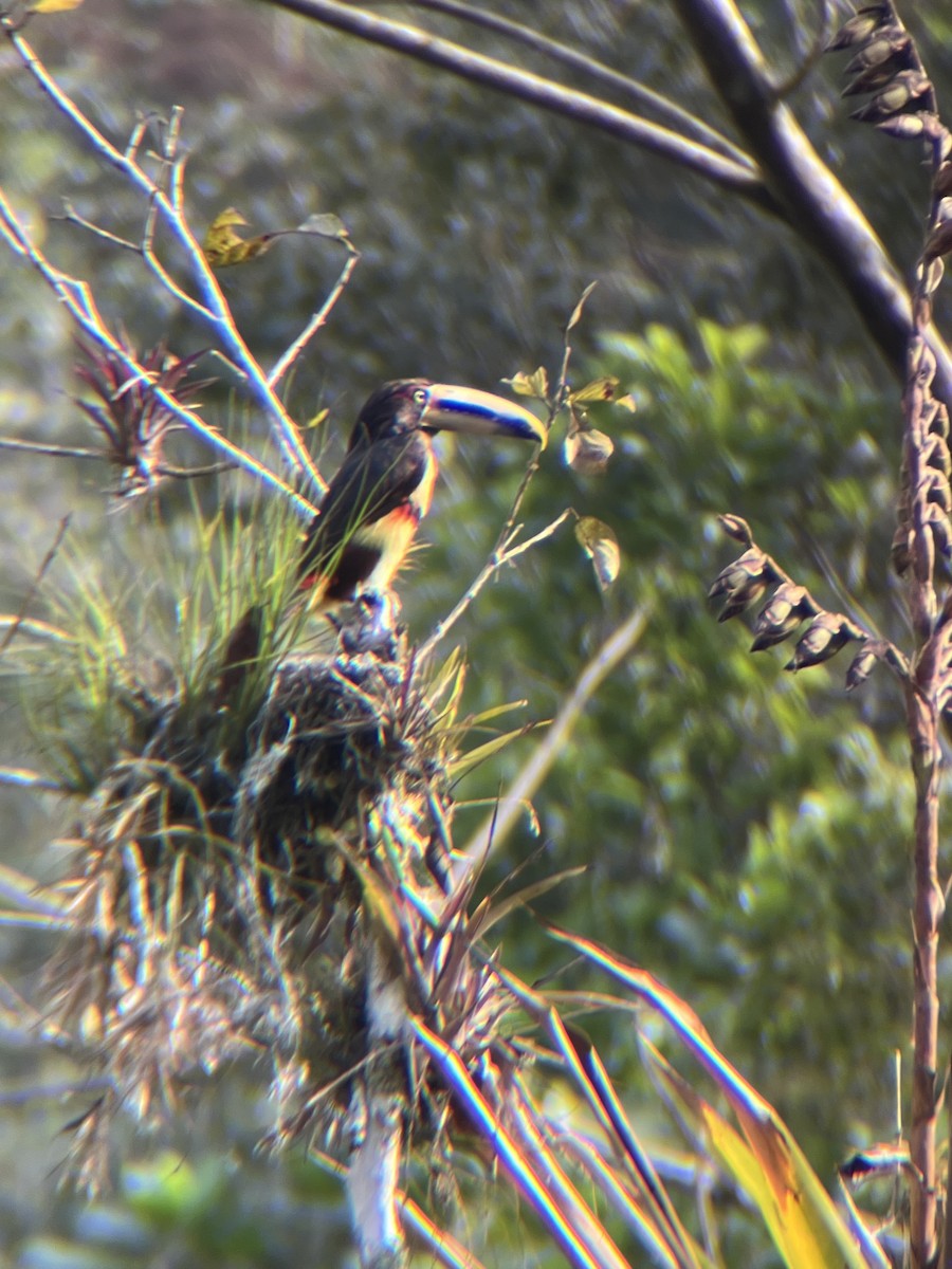 Collared Aracari - ML643671144