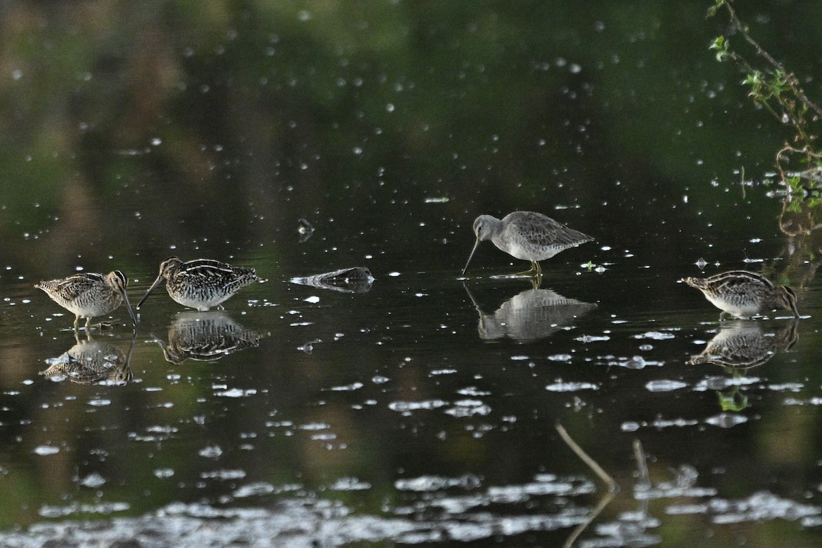 Long-billed Dowitcher - ML643671154